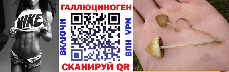 даркнет сайт  Старая Русса  Псилоцибиновые грибы Psilocybine cubensis 